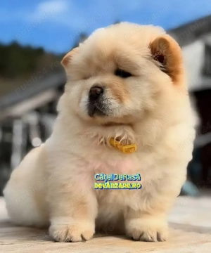 Chow Chow de vanzare+ Transport Gratuit in unele orase+Factura+Garantie+Microcip+Carnet+Vaccin - imagine 3