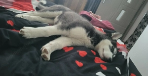 Vând pui de Haschi la vârsta de 4 luni  - imagine 2