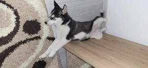 Vând pui de Haschi la vârsta de 4 luni  - imagine 3