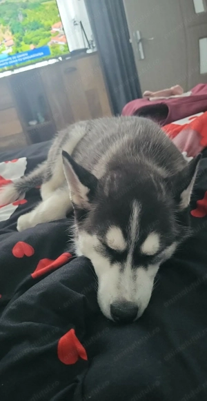 Vând pui de Haschi la vârsta de 4 luni  - imagine 4