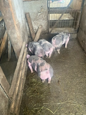 Purcei Pietrain 25 30kg - imagine 5