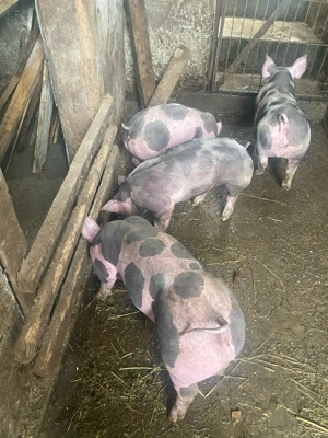 Purcei Pietrain 25 30kg - imagine 4