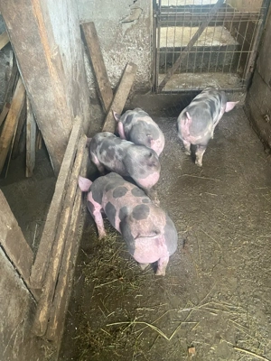 Purcei Pietrain 25 30kg - imagine 2