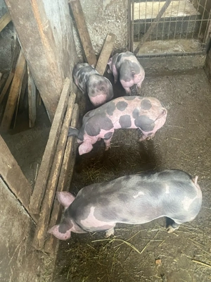 Purcei Pietrain 25 30kg - imagine 3