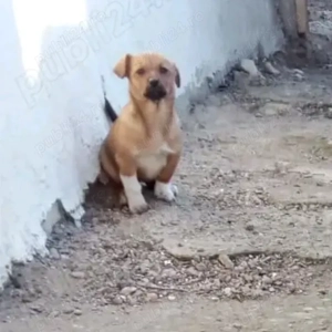 *   Donez cu drag o cățelușă adorabilă , are 3 luni este de talie mică !     *   - imagine 7