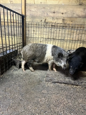 scroafa metis - imagine 3