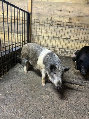 scroafa metis - imagine 2