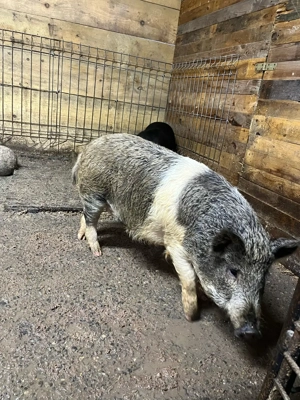 scroafa metis - imagine 4