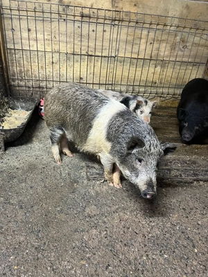 scroafa metis - imagine 5