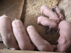 Vând  2 purceii rasa de carne  - imagine 4