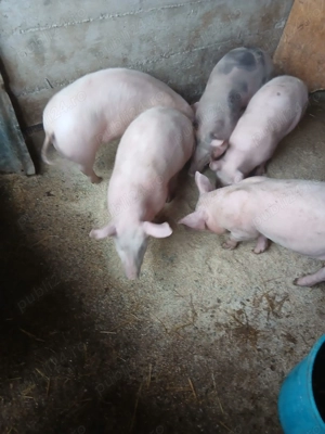 Vând purcei rasa Peris  - imagine 3