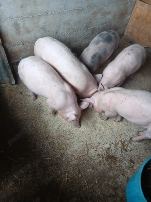 Vând purcei rasa Peris  - imagine 2