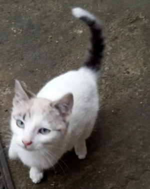 Donez gratuit două pisicuțe de 3 luni care caută o familie     