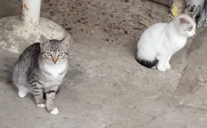 Donez gratuit o pisicuța de 3 luni care caută o familie      - imagine 2