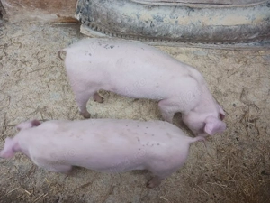  purcei  petrean cu landrace