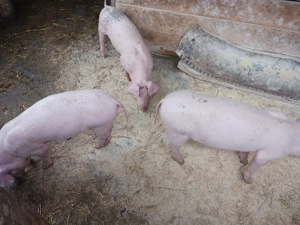  purcei  petrean cu landrace - imagine 3