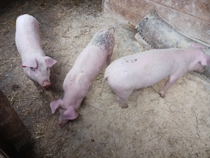  purcei  petrean cu landrace - imagine 2