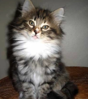 siberiana de padure  - imagine 2