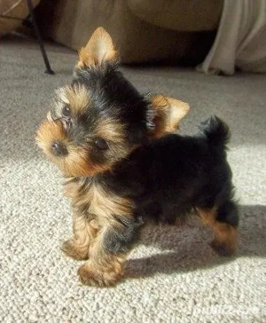 Yorkshiret Terrier