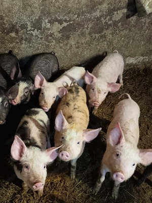 Purcei de 10 săptămâni  - imagine 2