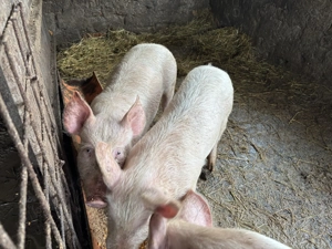 Godani de vânzarea  - imagine 3