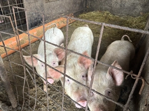 Godani de vânzarea  - imagine 2