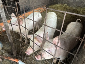 Godani de vânzarea  - imagine 5