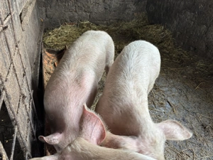 Godani de vânzarea  - imagine 4