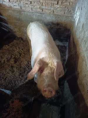 Vier are în jur de 230 kg - imagine 3