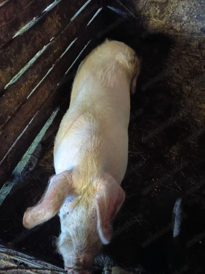 Vier are în jur de 230 kg - imagine 2