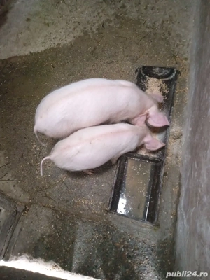 Negociabil au mai ramas 2, doar o pereche castrati pozele cu porcii mari e monta purceilor acestia. - imagine 2