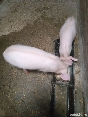 Negociabil au 3 luni au mai ramas 2, doar o pereche castrati pozele cu porcii mari e monta purceilor