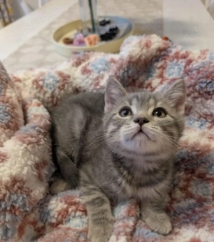 siberiana de pădure  - imagine 2