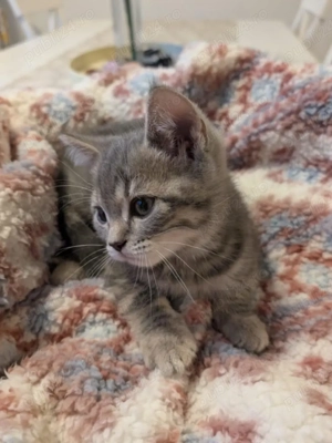 siberiana de pădure  - imagine 3