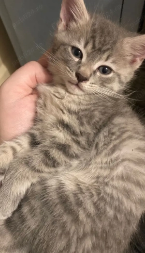 siberiana de pădure  - imagine 4