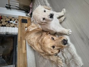 Puiuti superbi Golden Retriever