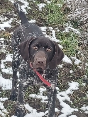 brac  german   1 an si 4 luni