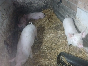 Vand purcei rasa landras-pietran    - imagine 2