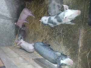 Vand purcei rasa landras-pietran    - imagine 4