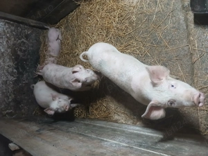 Vand purcei rasa landras-pietran    - imagine 5