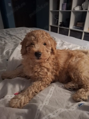 vând căței pudel toi Rădăuți Suceava  