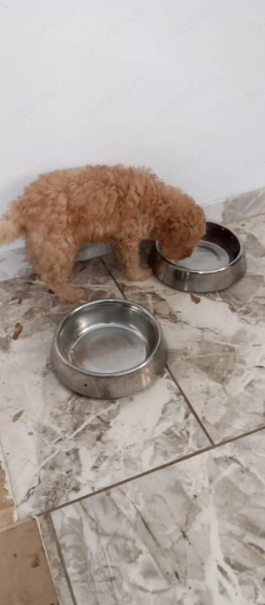 vând căței pudel toi Rădăuți Suceava   - imagine 3