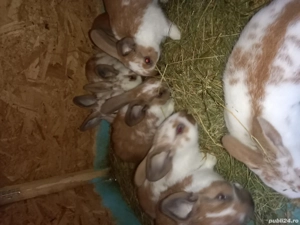 Vand iepuri tineri si maturi