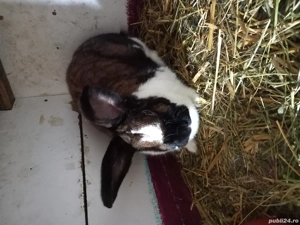 Vand iepuri tineri si maturi - imagine 5