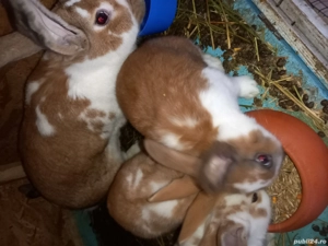 Vand iepuri tineri si maturi - imagine 2