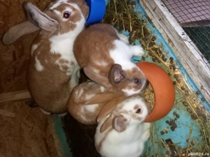 Vand iepuri tineri si maturi - imagine 4