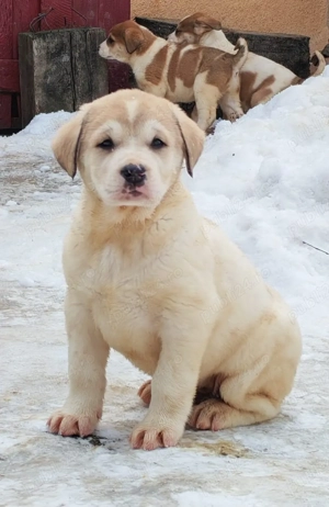 Ciobanesc de Asia Centrala