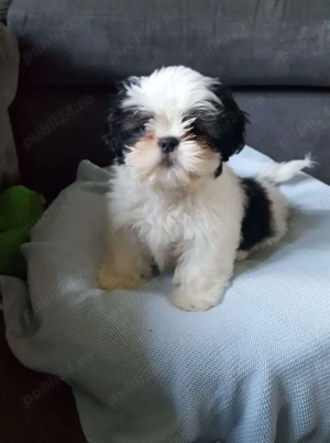 Shih Tzu puiuti 