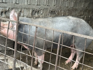 Porci Pietrain   carne slabă, gustoasă, musculoasă! - imagine 3