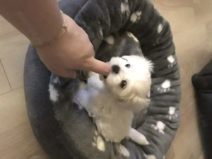 Bichon Maltez mini toy 